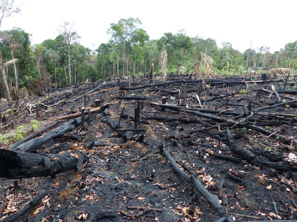 Verbrannter Wald in Brasilien.