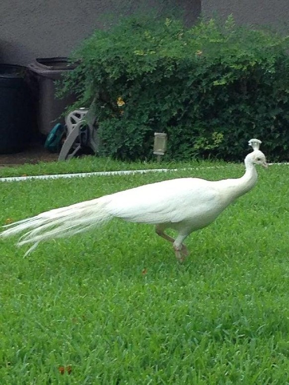 Normale Tiere und andere Dinge in besonderen Farben und darum von besonderer Schönheit.