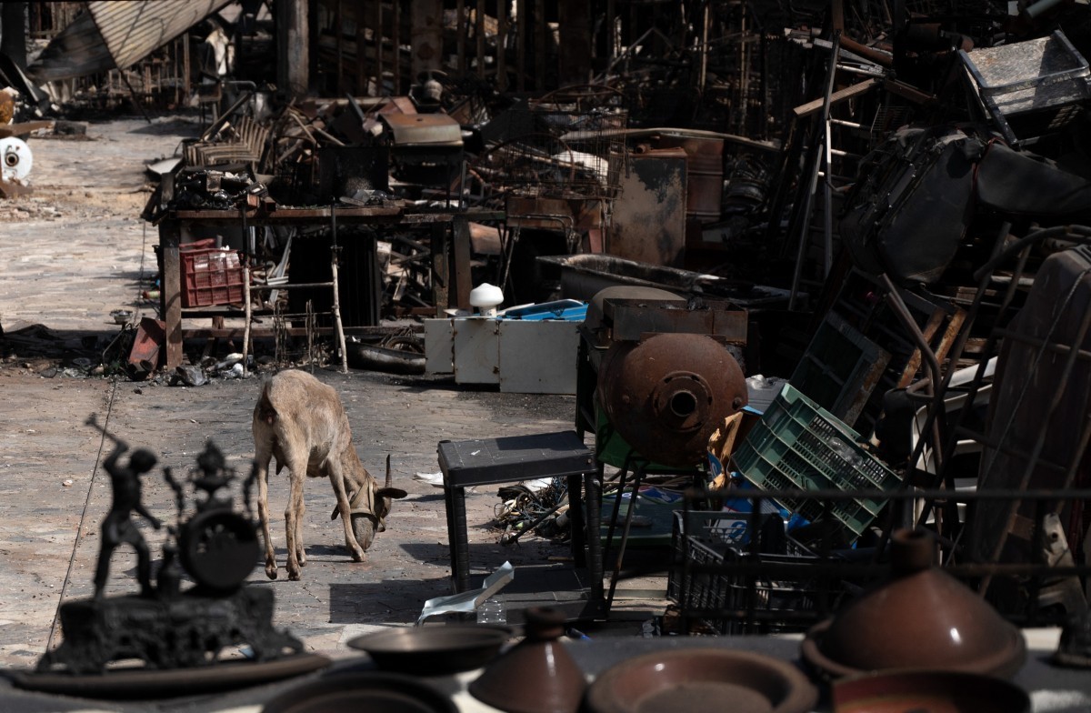 A goat is pictured next to potteries in the burnt courtyard of a house after a wildfire that killed at least 12 people, in Bedar, Almeria Province, on July 11, 2026. A wildfire that has killed at leas ...