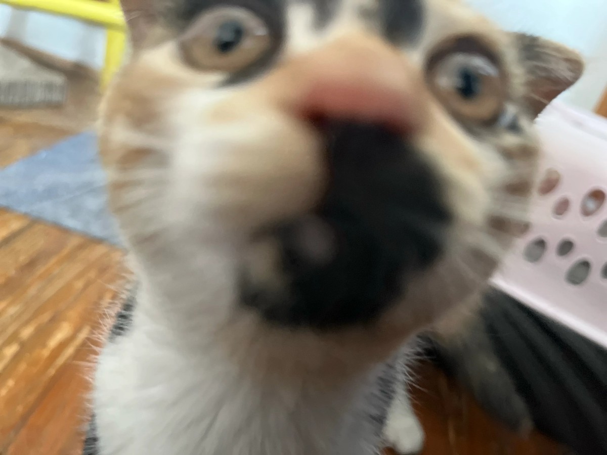cute news tier katze

https://www.reddit.com/r/cats/comments/16ane6z/comment/jz8vtsl/?utm_source=share&amp;utm_medium=web2x&amp;context=3