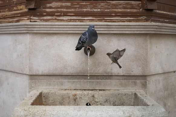 A sparrow approaches a water faucet as a pigeon rests on it in the old part of Sarajevo, Bosnia, Wednesday, Nov. 19, 2025. (AP Photo/Armin Durgut)
Bosnia Daily Life