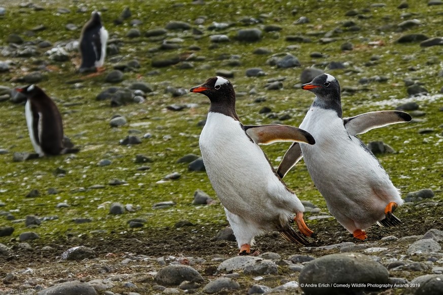 The Comedy Wildlife Photography Awards 2019
Andre Erlich
Paris
France
Phone: +33620288295
Email: aerlich@slb.com
Title: Pair ice skating...
Description: A pair of gentoo penguins on Neko Island in Sou ...
