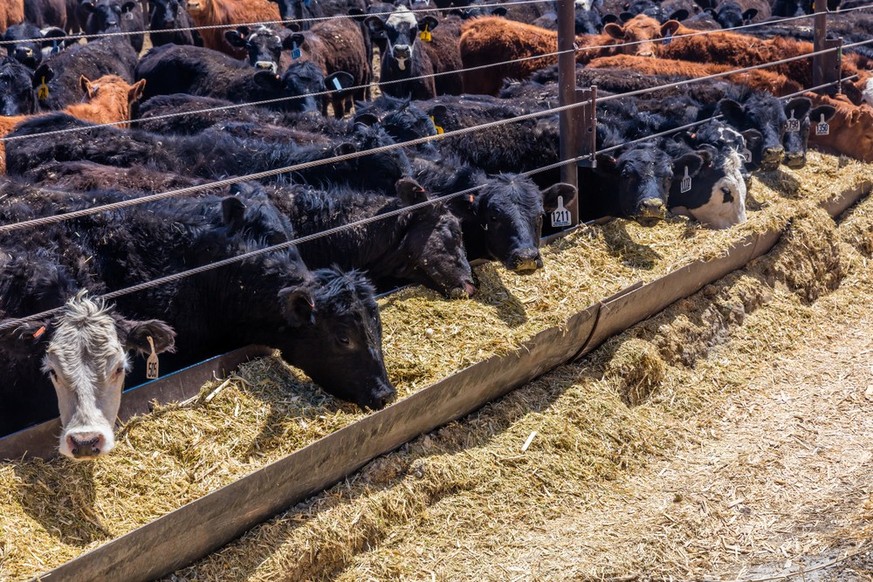 Kühe in einem «Feed Lot» in Utah.