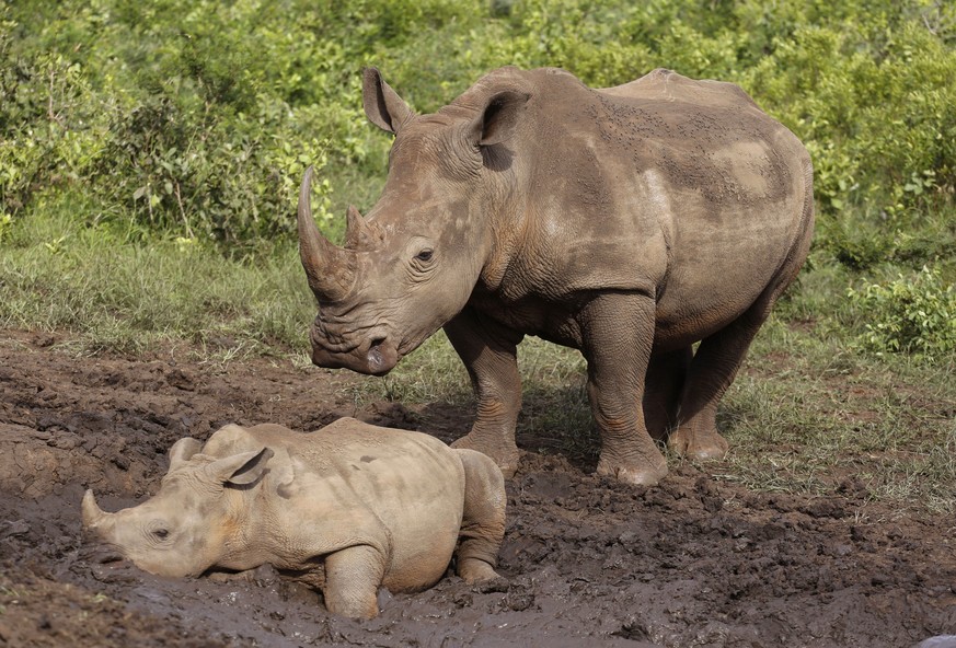 FILE - In this Sunday, Dec. 20, 2015 file photo, rhinos walk in the Hluhluwe Game Reserve in South Africa. South Africa
