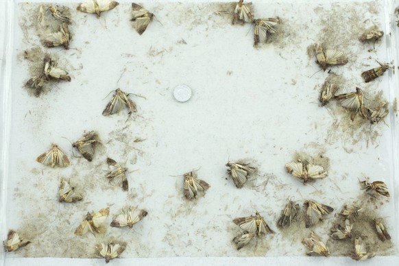 Mottenfallen können auch helfen, den Ursprung zu finden.