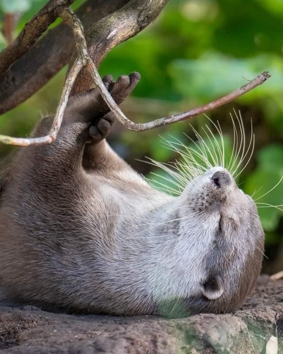 cute news tier otter

https://www.reddit.com/r/Otters/comments/1cb448d/nap/