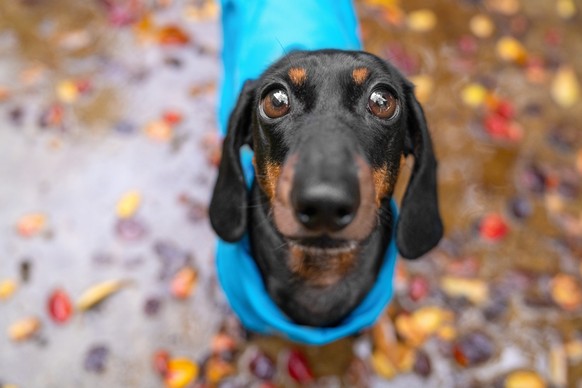 Satire: Wie Hunde weniger Nerven. Die neue Zensurbrille
