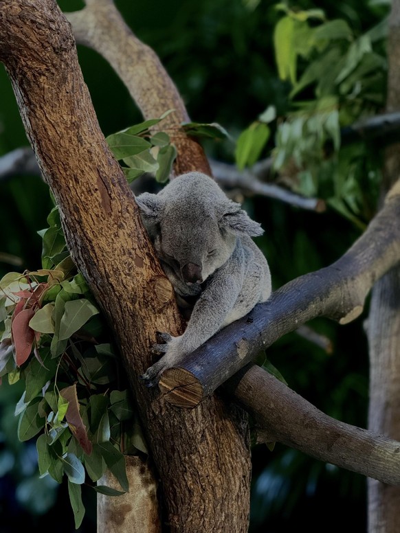 cute news tier koala

https://www.reddit.com/r/koalas/comments/1pxhs88/snoozin_baby/#lightbox