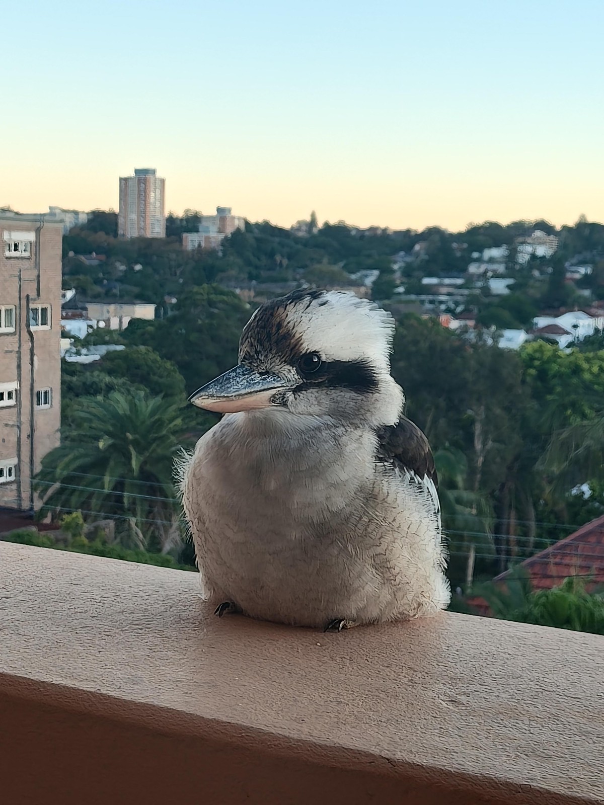 cute news tier vogel

https://www.reddit.com/r/BirdLoaf/comments/1sk5uly/loaf_rating/
