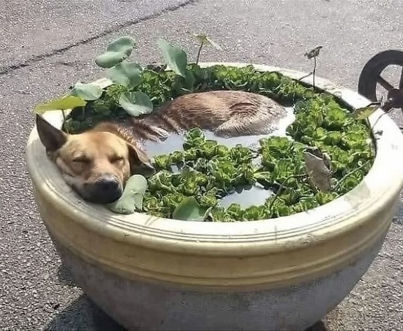 cute news tier hund

https://ch.pinterest.com/pin/83105555618992080/