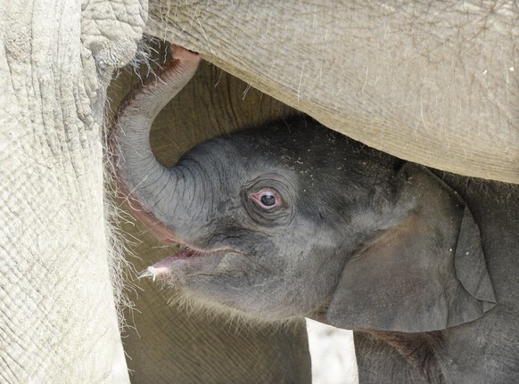 Das Kleine wird von ihrer Mutter un ihren Tanten liebevoll umsorgt.