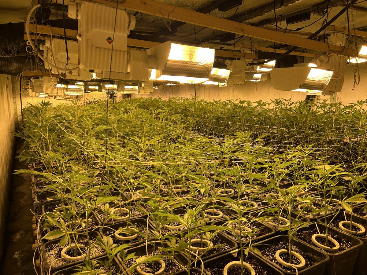 Die Ermittler stiessen auf eine riesige illegale Hanfplantage.