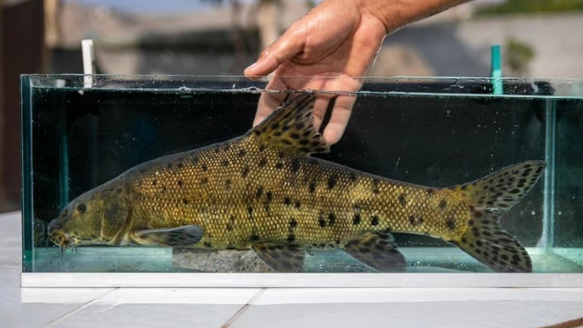 Exciting discovery: A fish that was thought to be extinct has been discovered