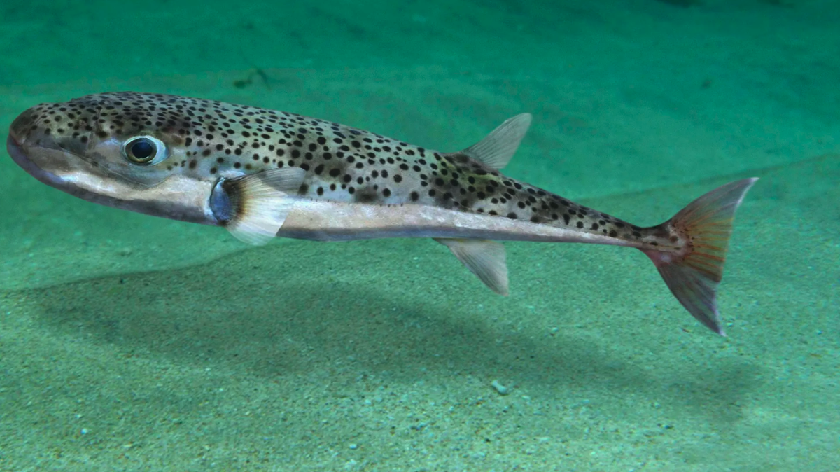 Poisson globe dans l'Adriatique et la Méditerranée