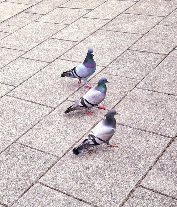 cute news tier taube

https://www.reddit.com/r/pigeon/comments/1up9i59/gang/