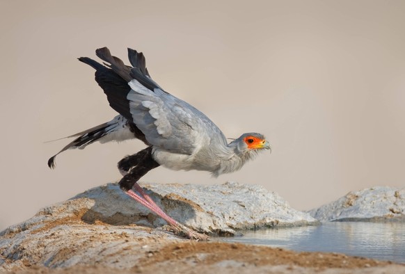 Secretarybird drinking water at a waterhole in Etosha Sagittarius Serpentarius Copyright: xJohanxSwanepoelx/xDesignxPicsx , 30516270 PUBLICATIONxINxGERxSUIxAUTxONLY Copyright: JohanxSwanepoelx/xDesign ...