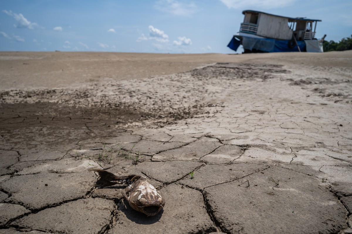 epa11641014 A dead fish in the sand of the dry bed of the Solimoes River, in the Manacapuru region, Amazonas, Brazil, 03 October 2024. The level of the Solimoes River reached the level of 2.51m today  ...