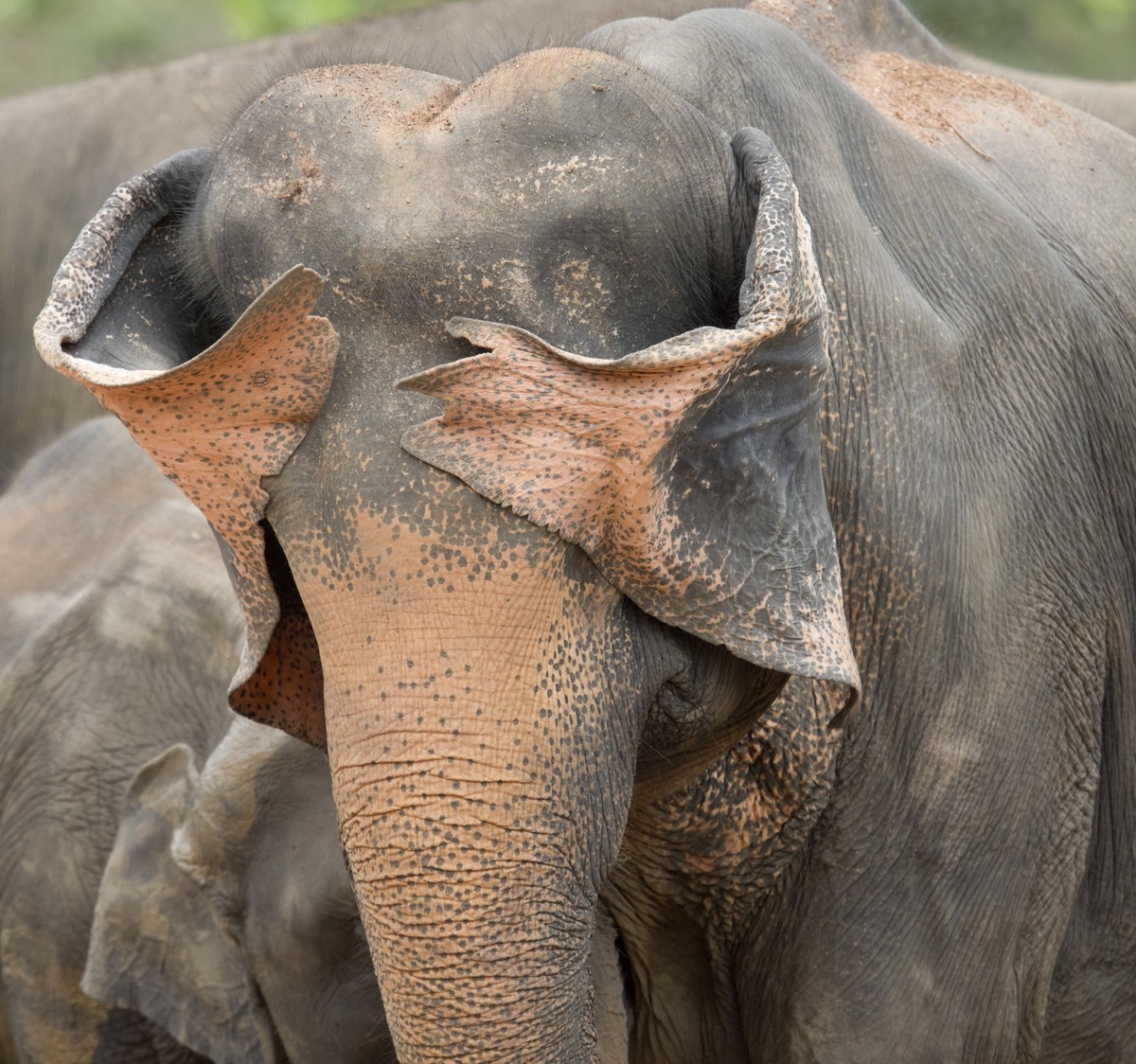 Un éléphant du Sri Lanka joue à «coucou» avec ses oreilles.