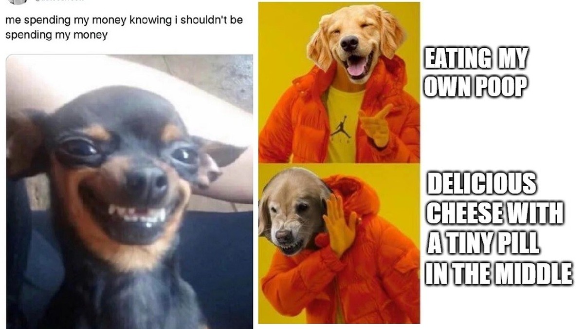 Es-ist-Welthundetag-Hier-25-Memes-die-jeden-zum-Schmunzeln-bringen