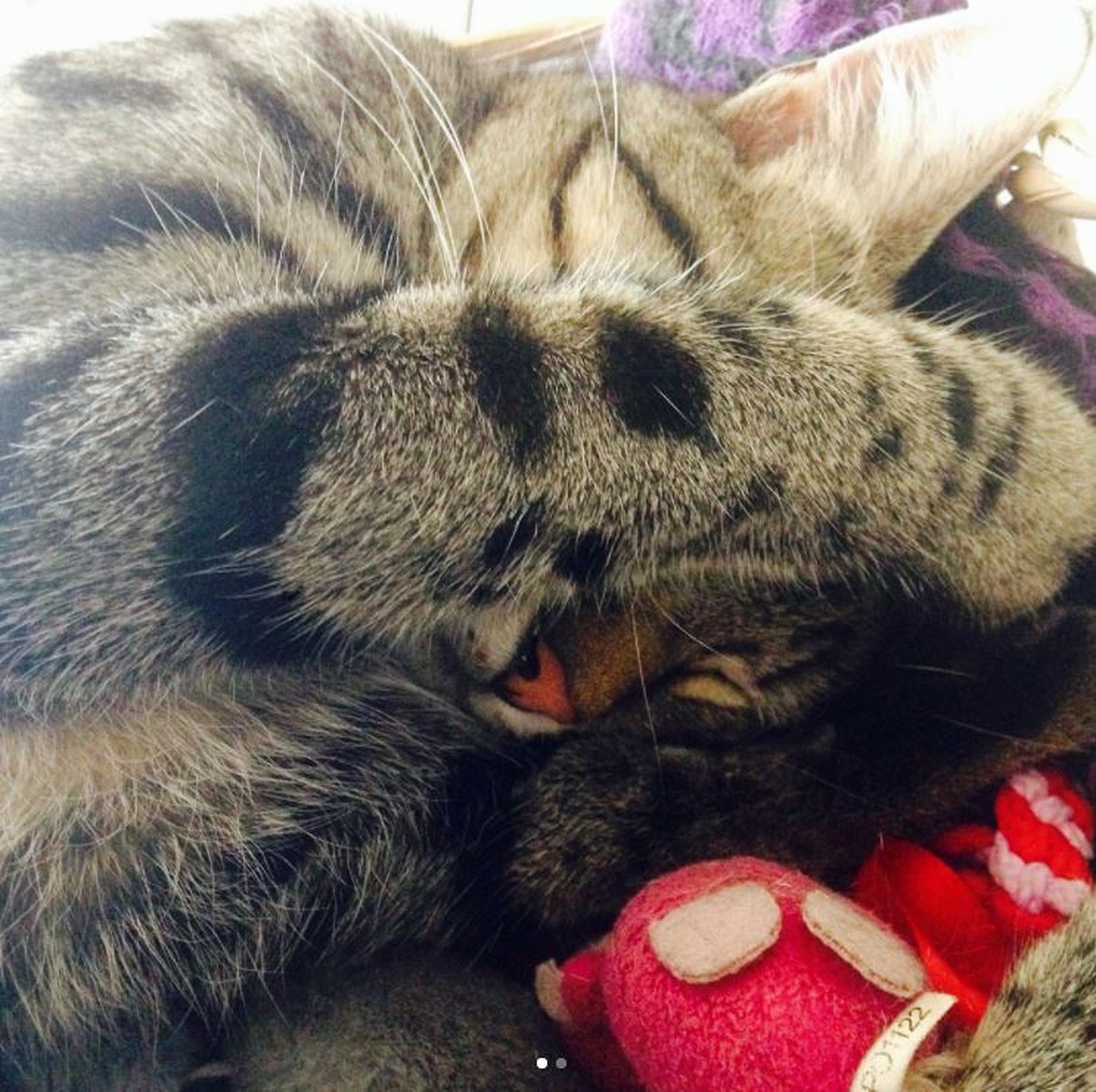 8 Anzeichen Dass Deine Katze Dringend Zum Tierarzt Muss
