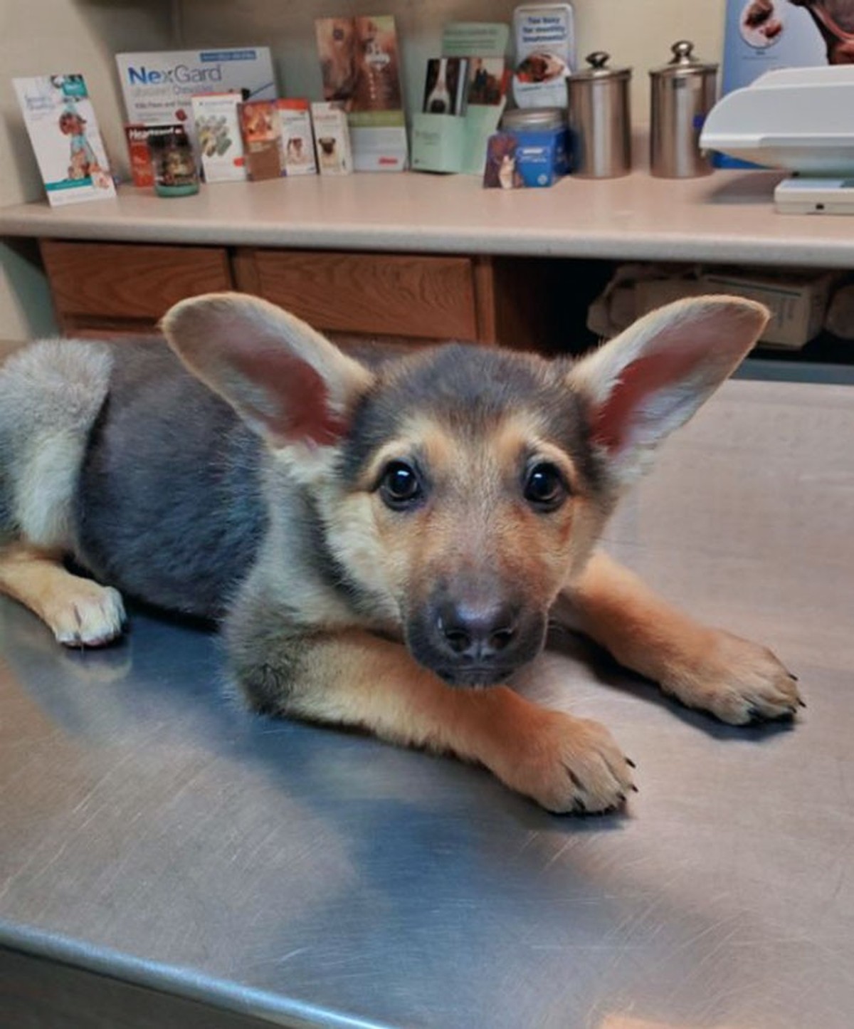 cute news tier mit grossen ohren hund

https://www.reddit.com/r/aww/comments/ezg70j/nala_and_her_ears/