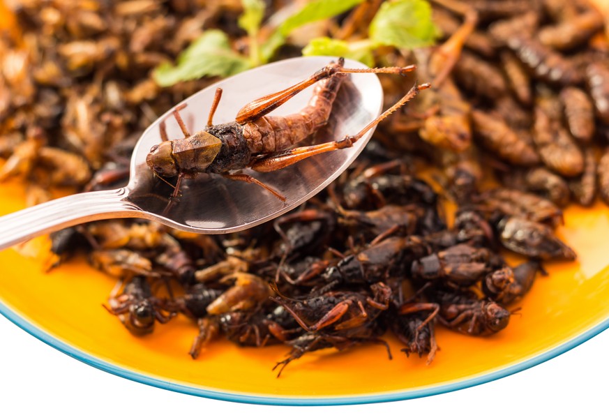 Egal, wie oft ihr mich fragt: Ich mag keine verdammten Insekten essen