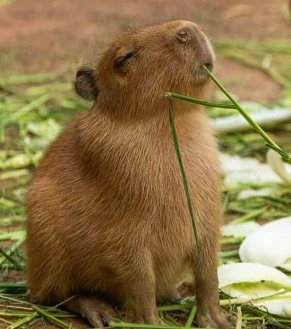 cute news tier capybara

https://ch.pinterest.com/pin/211174977831833/