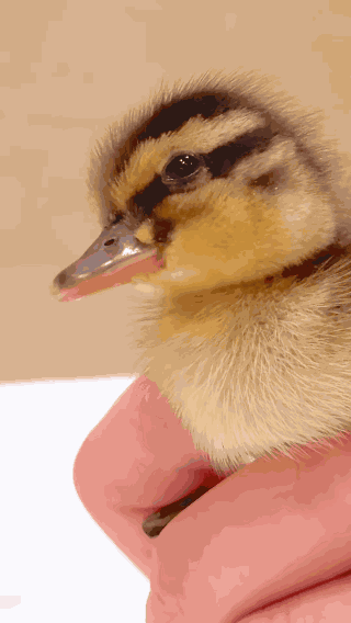 Animiertes GIF