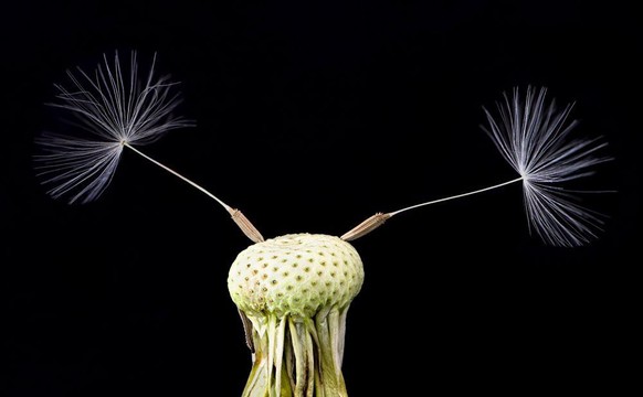 World Nature Photography Awards 2021: Nature - Art, 2. Platz, Monika Schneider, Germany. Dandelions, Germany.