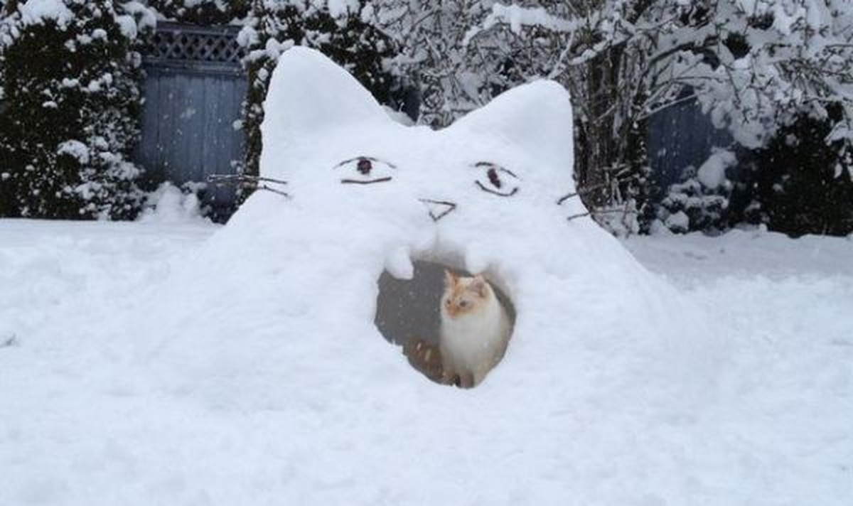 Katze in einer Schneeburg, die wie eine Katze aussieht.
http://imgur.com/gallery/0IMtEFF