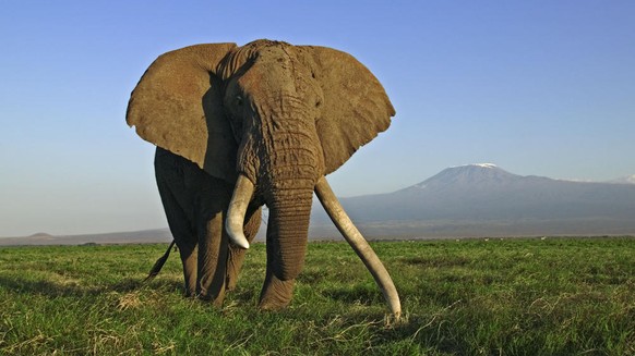 Elefant trampelt in Namibia Grosswildjäger zu Tode
Ich wünsche niemandem etwas Schlechtes. Wenn ich aber lesen kann, dass sich ein Elefant gegen mordende Trophäensammler zur Wehr setzt, stimmt mich da ...