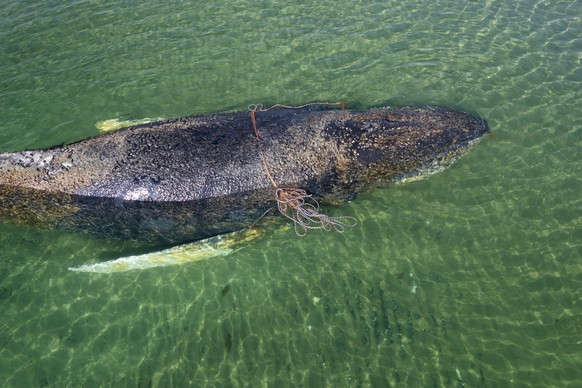epa12850545 A handout photo made available by the non-profit marine conservation organization Sea Shepherd shows a beached whale lying in the waters of the Baltic Sea near Niendorf harbor in Timmendor ...