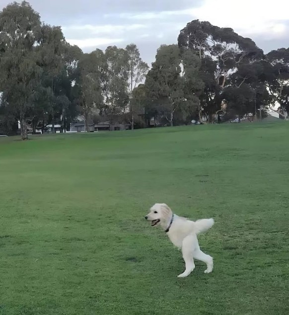 Die lustigsten Fails der Woche: Panorama-Bilder mit Hunden