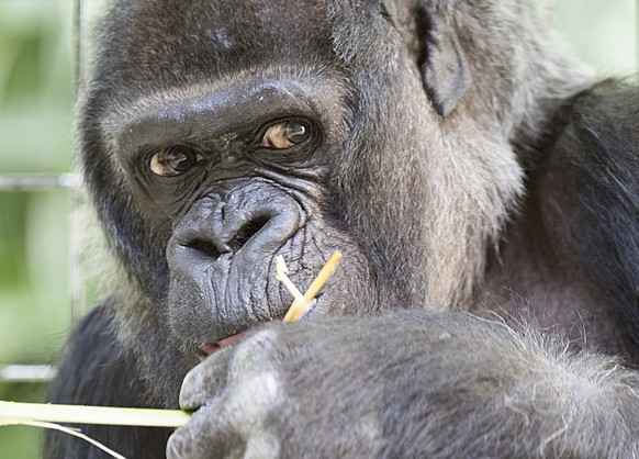 Die Gorilla-Dame Goma im Zoo in Basel am Dienstag, 23. September 2014. Goma feiert ihren fuenfundfuenfzigsten Geburtstag. Als erster in einem europaeischen Zoo geborener Gorilla wurde Goma der Lieblin ...