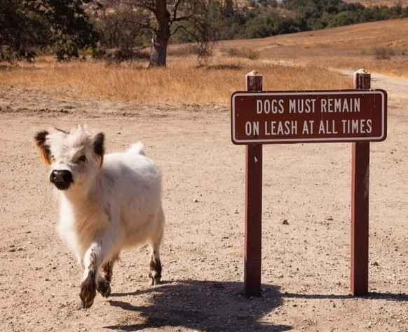 cute news tier kuh

https://imgur.com/gallery/living-best-life-8OkzWdH