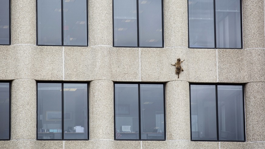 A raccoon scurries up the side of the UBS Tower in St. Paul, Minn., on Tuesday, June 12, 2018. (Evan Frost/Minnesota Public Radio via AP)