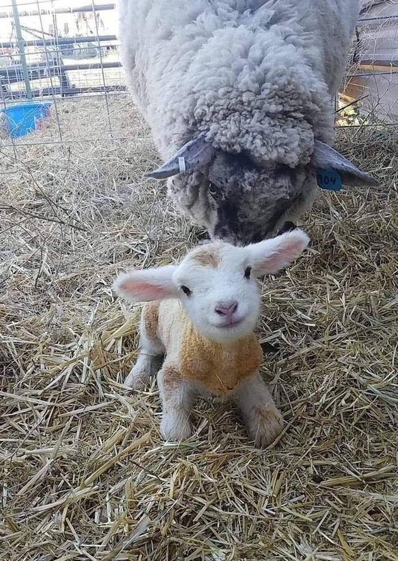 17 Tierbilder, bei denen dir kurz das Herz stehen bleibt\nHallo Welt ЁЯСЛ