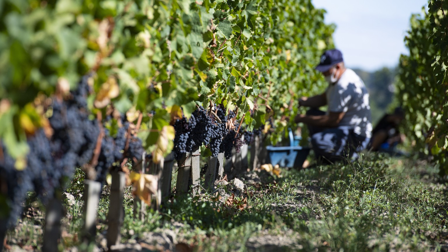 epa08659864 Farm workers harvest grapes at Chateau Grand Corbin-Despagne vineyard in Saint-Emilion near Bordeaux, France, 10 September 2020. The vineyard has implemented strict sanitary measures to cu ...
