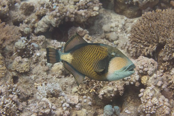 Picassofish / underwater photograph, dive site - Ras Bob, Egypt, depth - 15m
triggerfish