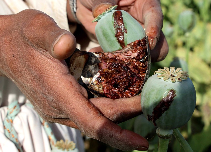 epa05902965 An Afghan farmer extracts raw opium at a poppy field in caparhr distract of Helmand, Afghanistan, 11 April 2017. Raw opium can be processed into heroin. Afghanistan is listed as the world& ...