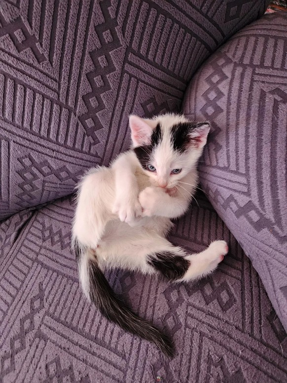 cute news tier katze

https://www.reddit.com/r/aww/comments/1ksfedz/kitten_cuteness/