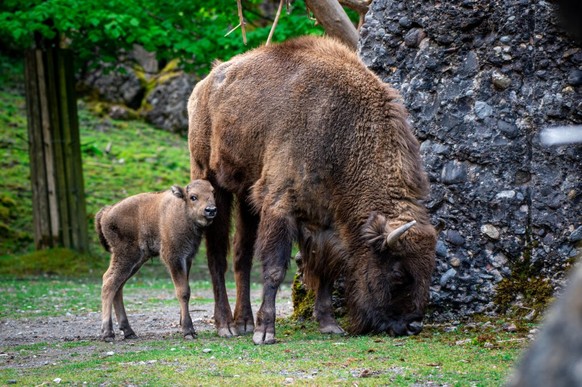 Wisent Tierpark Goldau Jungtier