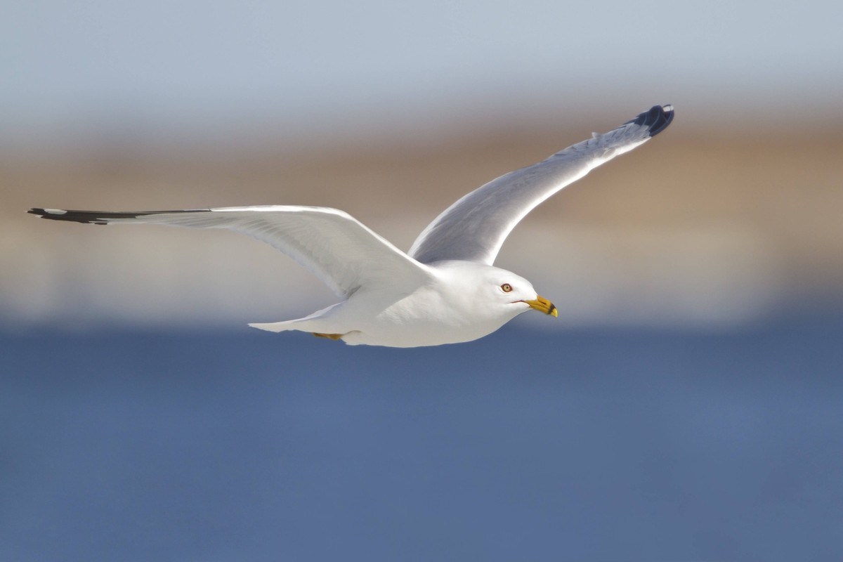 Silbermöwe / Möwe / Sonderburg / Dänemark / Möwen zum Abschuss freigegeben