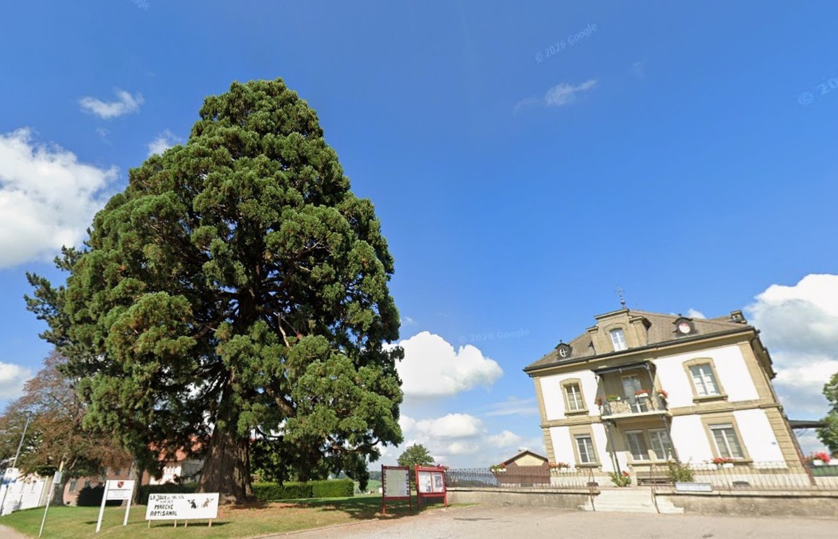 Vuisternens-devant-Romont, séquoia géant.
