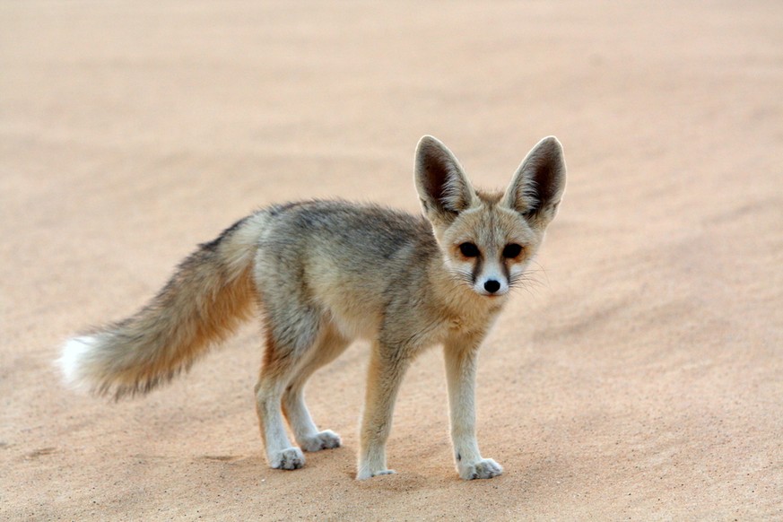 Fennek, Wüstenfuchs