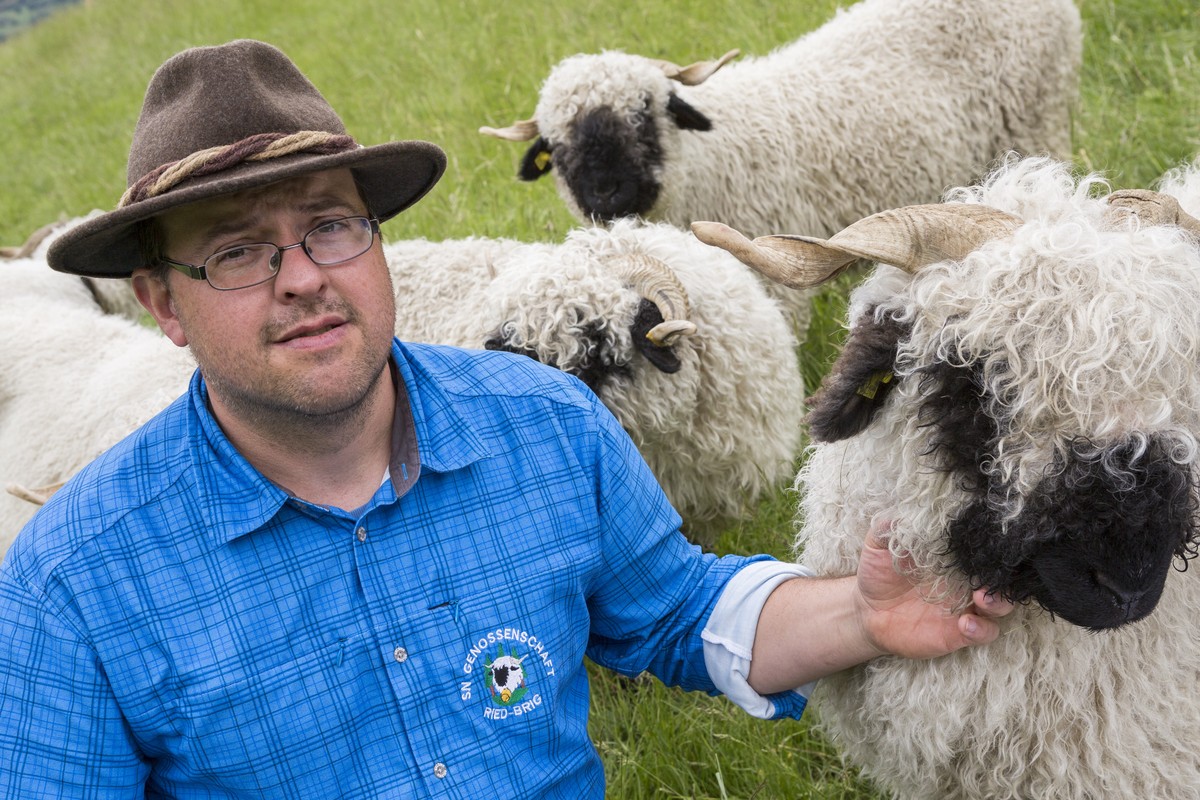 Die Schafzüchter wollen keine Wölfe in der Schweiz.