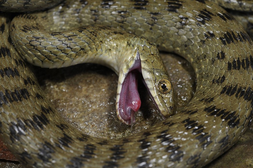 Bildnummer: 55962328 Datum: 13.02.2009 Copyright: imago/blickwinkel
w�rfelnatter, w�rfel-natter (natrix tessellata), stellt sich tot, griechenland, kreta, griechenland dice snake (natrix tessellata), ...