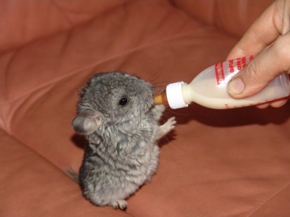 Baby Chinchilla
Cute News
https://imgur.com/gallery/o80TEML