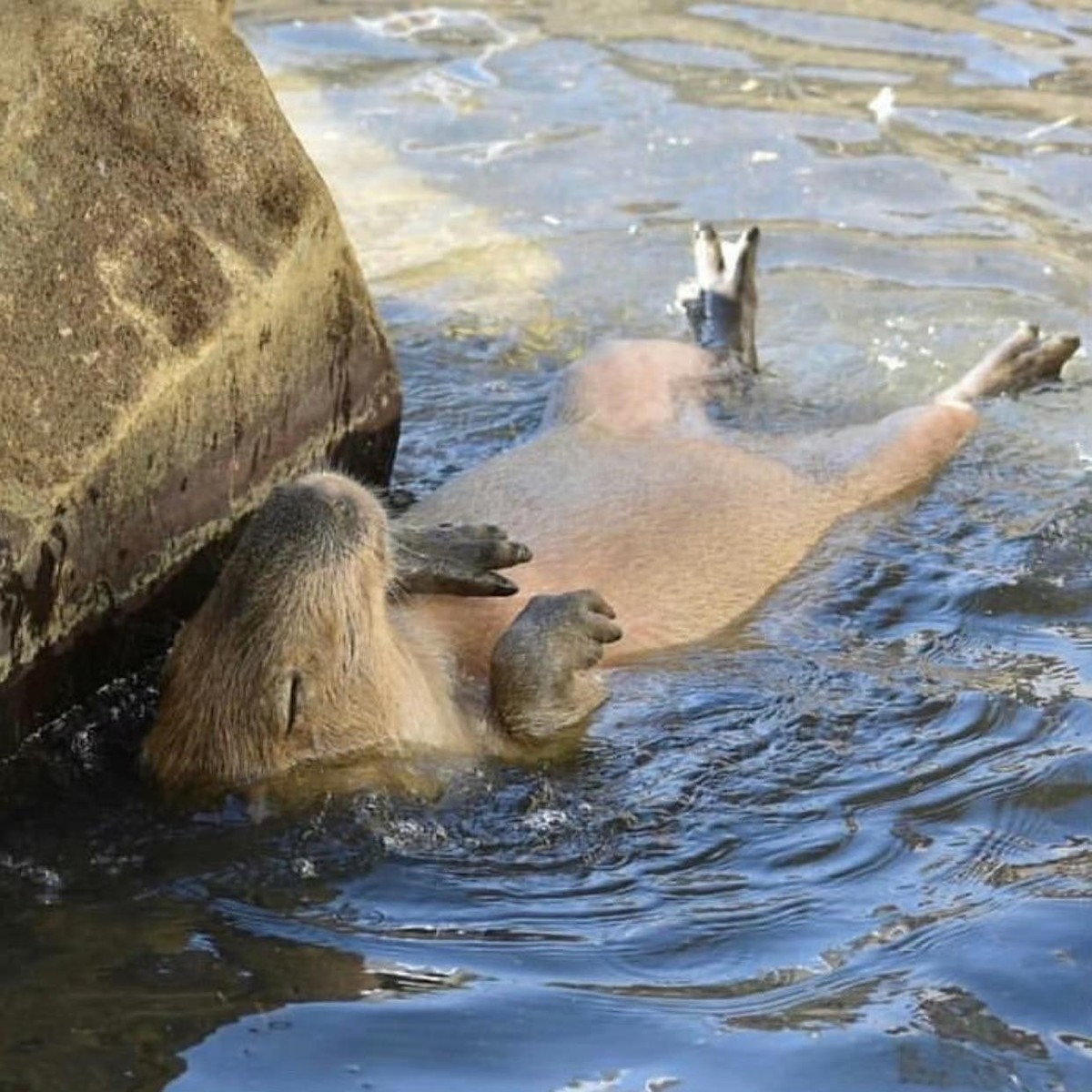cute news tier capybara

https://www.reddit.com/r/capybara/comments/1gk2ott/capy_drifting_down_the_stream/