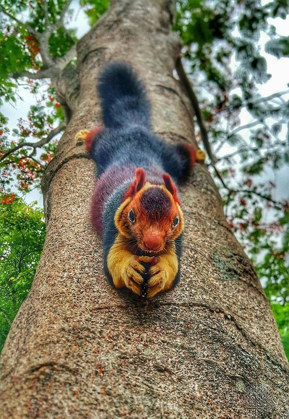 Königsriesenhörnchen